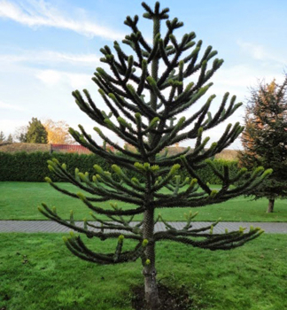 Blahoet ilsk 20-30 cm, kont. 3 l
