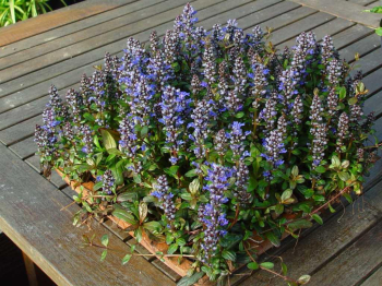 Obrázok (7) Obrázok (7)