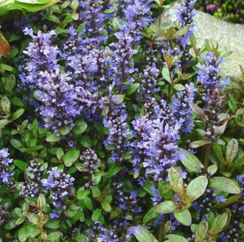 Obrázok (8) Obrázok (8)