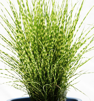Ozdobnice nsk STRICTUS DWARF 10-15 cm, kont. 2 l