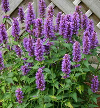 Agastache hybridn BLUE BOA kont. 0,5 l