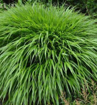 R�kosn�k 'GREENHILLS', kont. 0,5 l