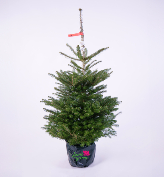 Jedle korejsk 140-160 cm, kont. 7,5 l