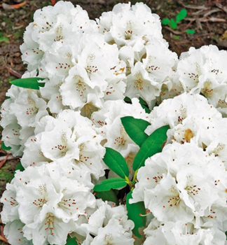 Rododendron jakuimsk SCHNEEKRONE 30-40 cm, kont. 3 l