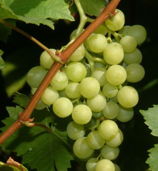 Vinná réva stolový bezsemenní  ´LUNA´ 50-60 cm, kont. 3 l