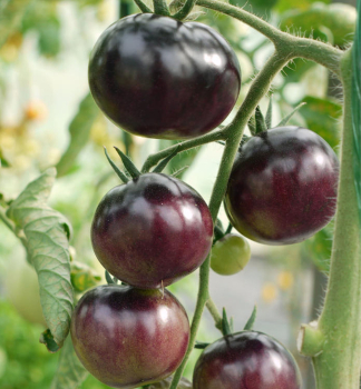 Raje tykov SCHWARZE KRIM, 1 ks v kont. 0,3 l