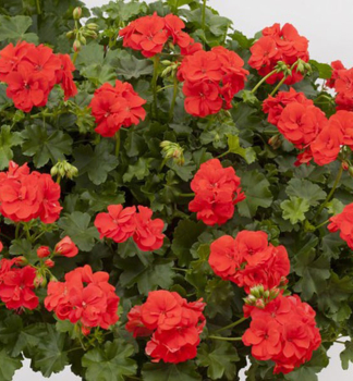 Pelargonie p�evisl� �POLLY��, kont. 0,5 l