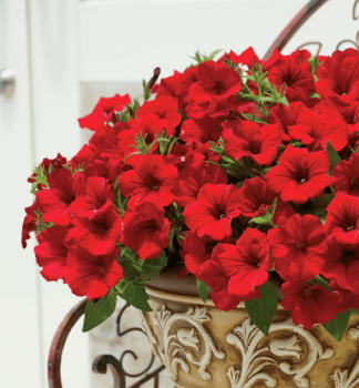 Surfinie p�evisl� �DEEP RED��, kont. 0,5 l