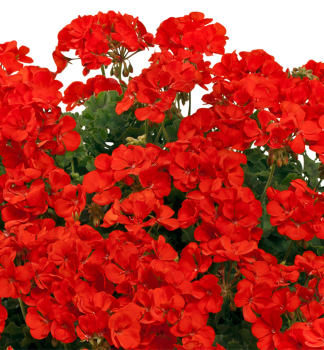 Pelargnie hybridn TWO IN ONE SCARLET, kont. 0,3 l