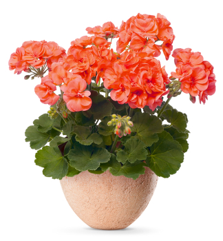 Pelargonie vzpmen STEFANIE, kont. 0,3 l