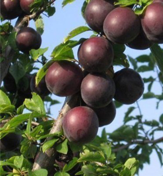 vestkomeruka PIRATE Pluot, podn. myrobalan, 130-150 cm, kont. 6 l