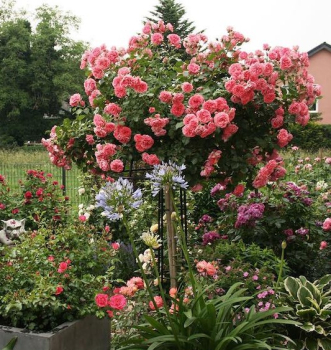 Růže stromková ´RŮŽOVÁ´ převislá, na kmínku 100 cm, zemní bal