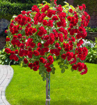 Růže stromková ´ČERVENÁ´ převislá, na kmínku 100 cm, zemní bal
