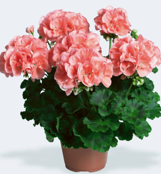 Pelargonie vzpmen CALAIS, kont. 0,3 l