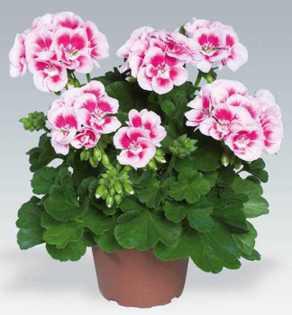 Pelargonie vzpmen FLOWER FAIRY WHITE SPLASH, kont. 0,3 l