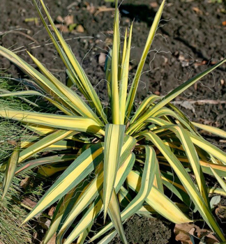 Obrzok (7)