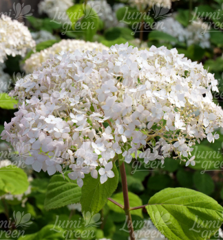 Obr�zok (9)