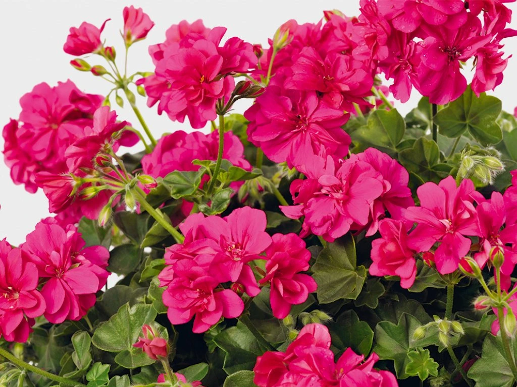 Pelargonie p�evisl� �ROCKY��, kont. 0,5 l