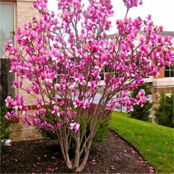 cholan Soulangev RUSTICA RUBRA 220-240 cm, kont. 10 l