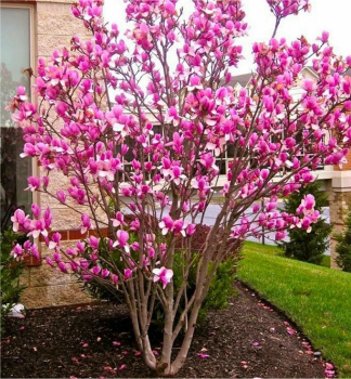 cholan Soulangev RUSTICA RUBRA 50-60 cm, kont. 5 l