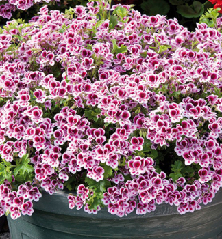 Pelargonie anglick ANGELEYES RANDY, kont. 0,3 l