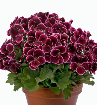 Pelargonie velkokvt ARISTO  BLACK BEAUTY, kont. 0,3 l