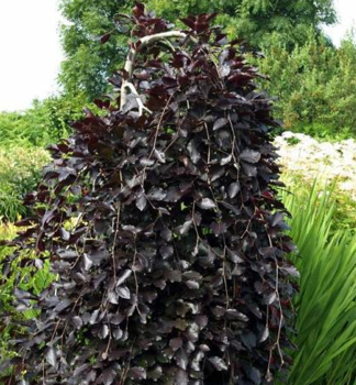 Buk lesn 'PURPUREA PENDULA' 90-100 cm, kont. 10 l