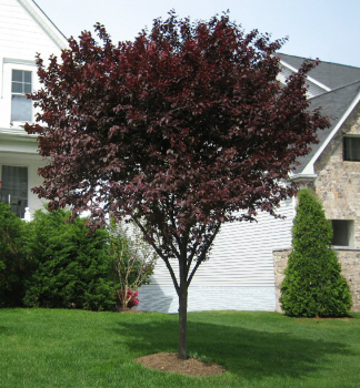 Okrasn� slivo� �NIGRA� 50-60 cm, kont. 4 l