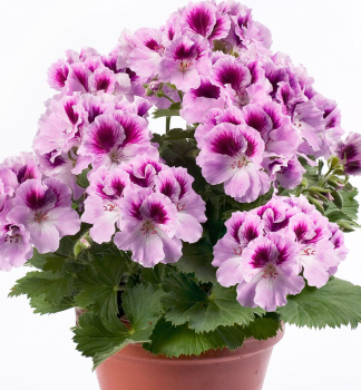 Pelargonie velkokvt ARISTOORCHID, kont. 0,3 l