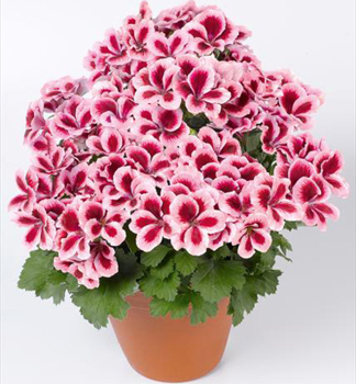 Pelargonie velkokvt ARISTO STRAWBERRY CREAM, kont. 0,3 l