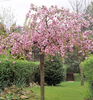 Vi�e� chloupkat� �PENDULA PLENA ROSEA� na km�nku 150 cm, kont. 12 l