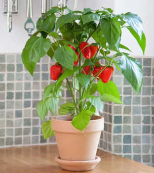 Paprika sladk� �SNACK RED�, kont. 1 l