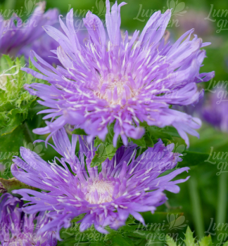 Obrázok (2) Obrázok (2)