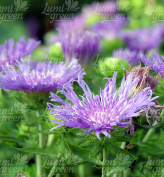 Obrázok (9) Obrázok (9)