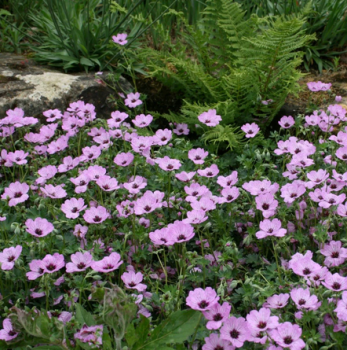 Obrázok (7) Obrázok (7)