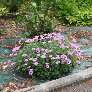 Obrázok (8) Obrázok (8)