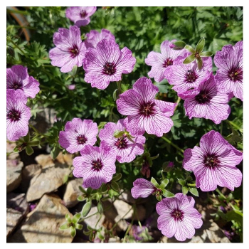 Obrázok (9) Obrázok (9)