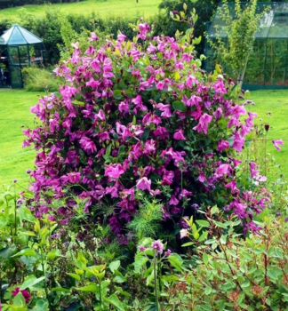 Plamnek ALIONUSHKA 40-50 cm, kont. 2 l