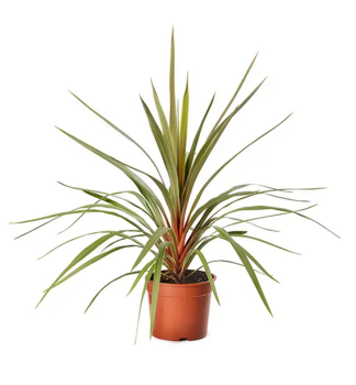Drainka australsk RED HEART 60-70 cm, kont. 2 l