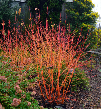 Svda krvav WINTER FLAME 30-40 cm, kont. 2,5 l