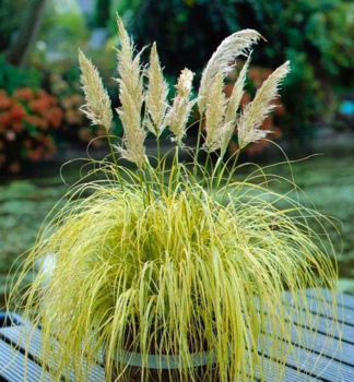 Kortadrie - pampov trva bl SPLENDID STAR, 30-40 cm, kont. 2 l