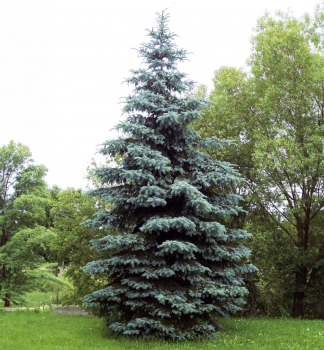 Smrk pichlav GLAUCA 30-40 cm, kont. 3 l