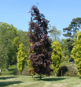 Topol bavlnkov PURPLE TOWER 240-260 cm, kont. 10 l
