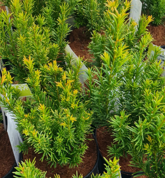 Tis prostedn YELLOW LAND 30-40 cm, kont. 2,5 l
