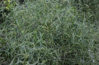 Obrzok (4)