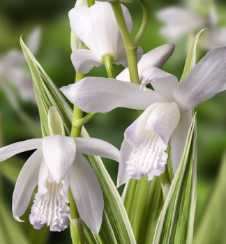 Orchidej vzp��men� (Bletilla striata) �ALBA VARIEGATA� kont. 0,5 l