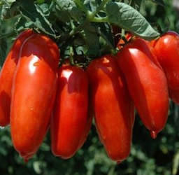 Raje tykov SAN MARZANO GIGANTE GIANO F1, kont. 0,5 l
