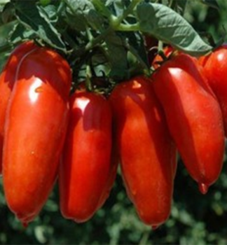 Raj�e ty�kov� �SAN MARZANO GIGANTE GIANO F1�, kont. 0,5 l