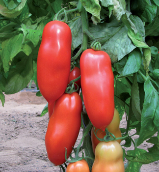 Raj�e ty�kov� �SAN MARZANO GIGANTE GIANO F1�, kont. 0,5 l