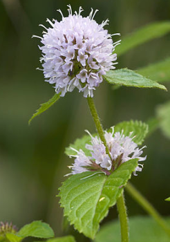 Obrzok (1)